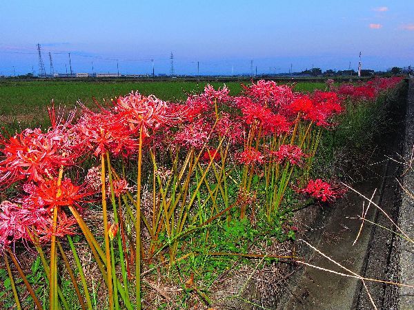 散歩道の花～彼岸花