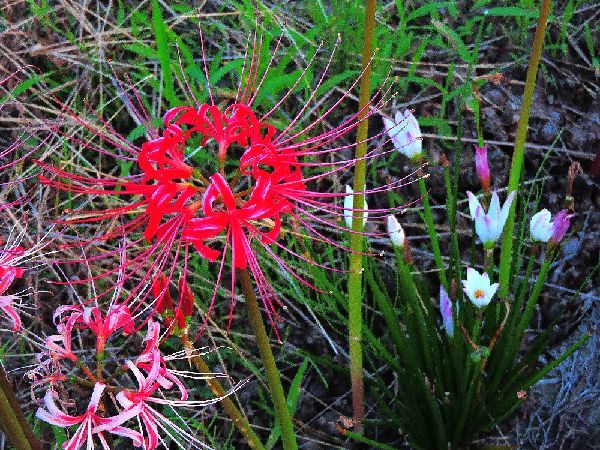 散歩道の花～彼岸花