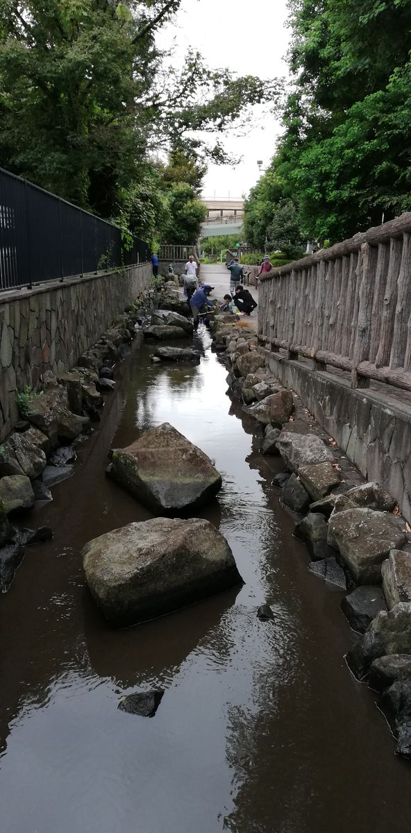 野草と保全活動