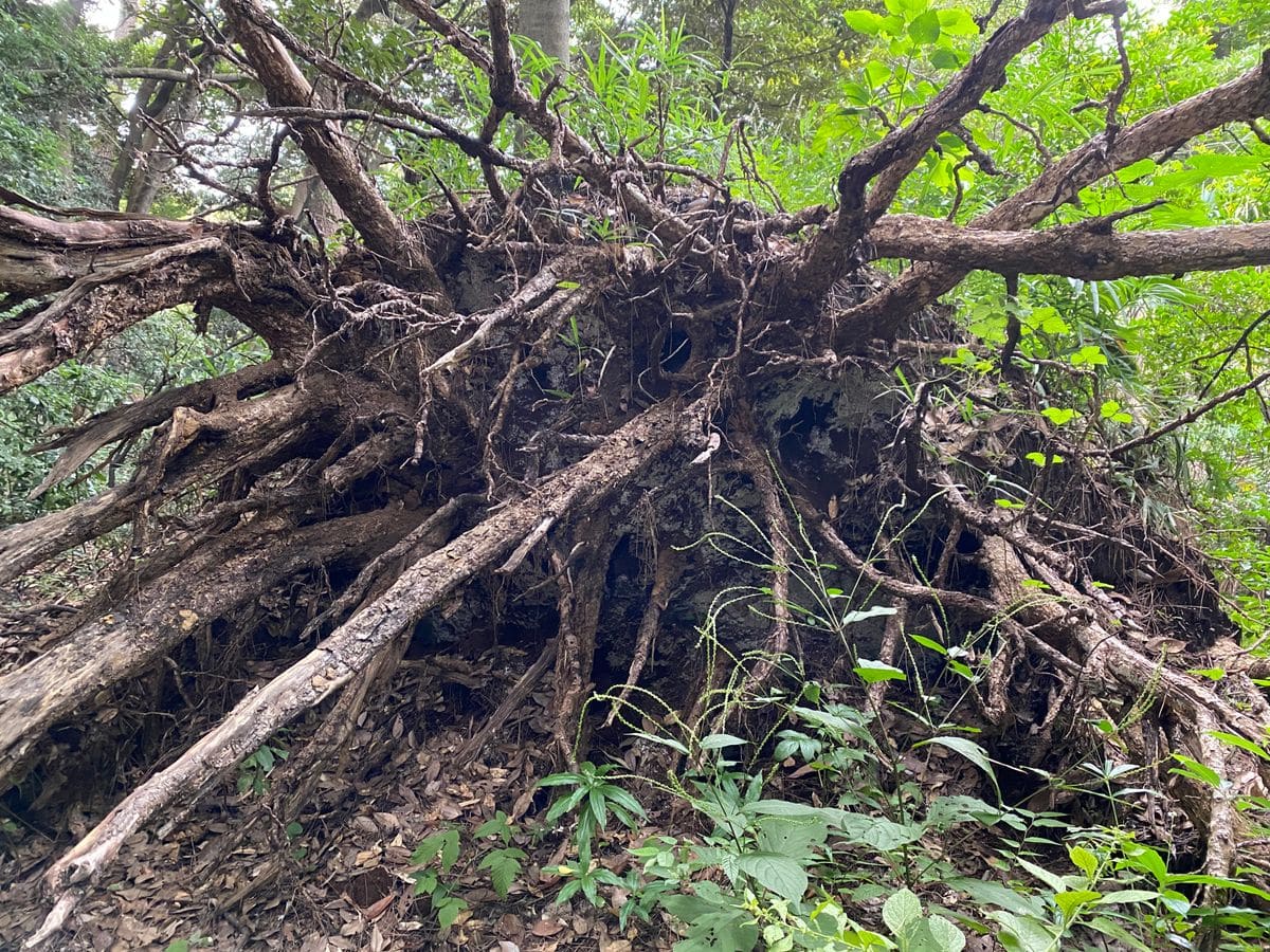 👍リベンジ🌳自然教育園🌳