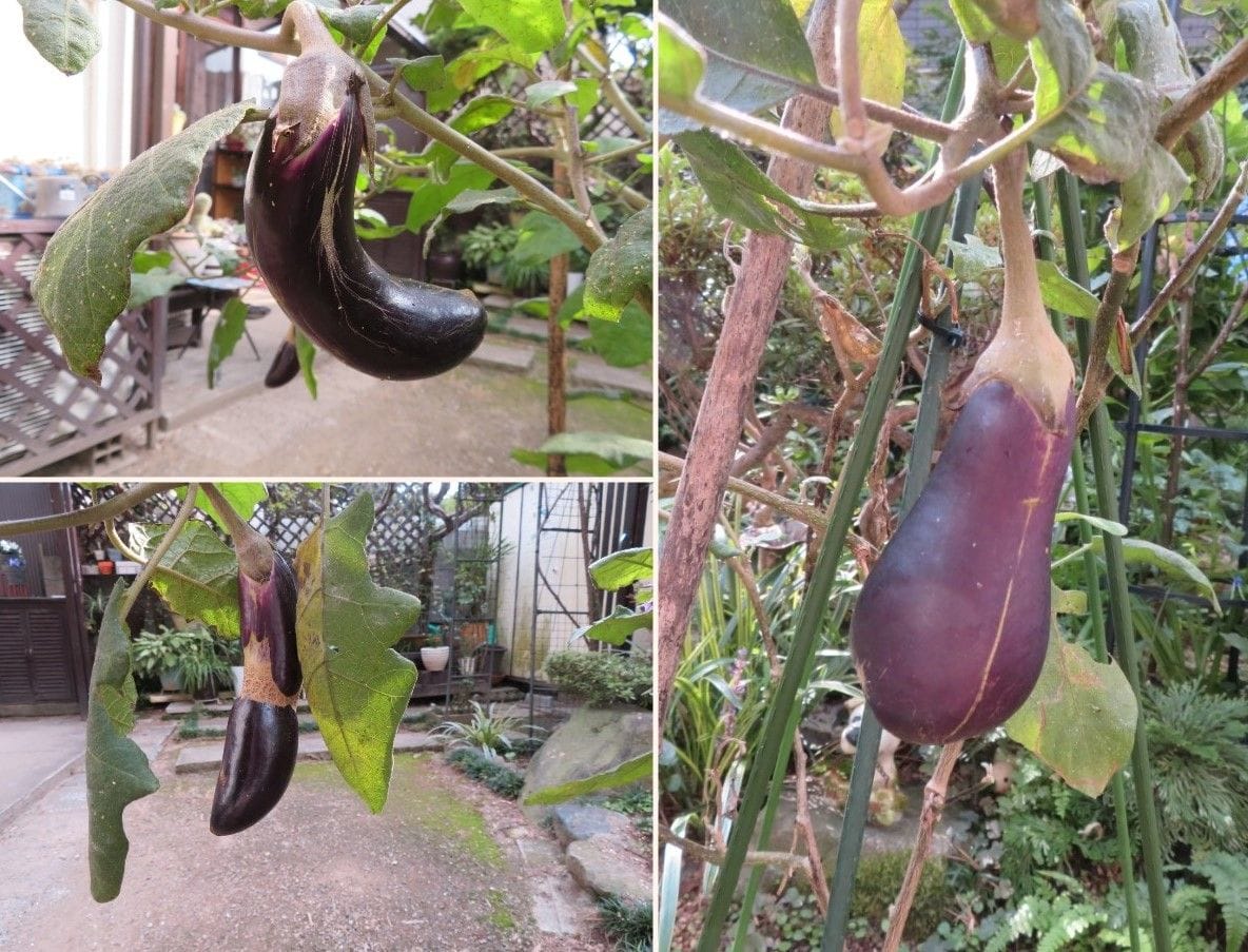 🍆ナスの収穫