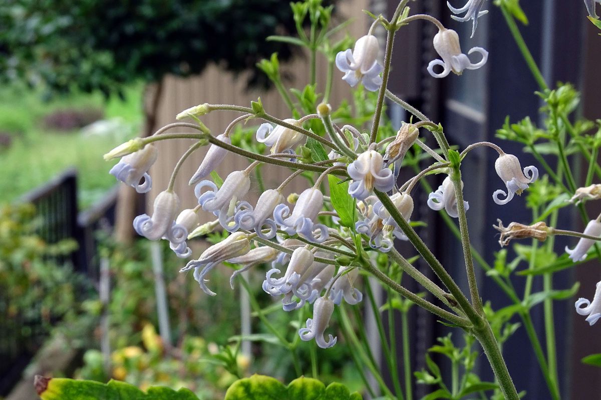 花盛り 花を待つ 実りを祈る