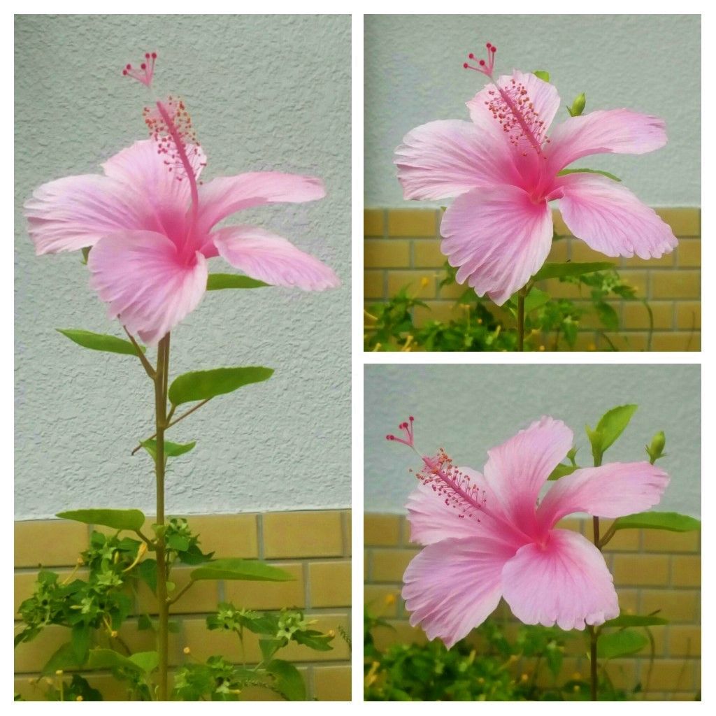 昨日の玄関先の花達🌹🌺