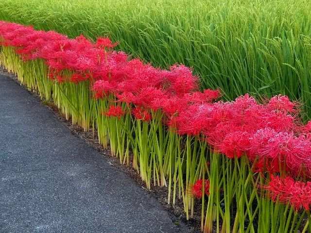 今朝の彼岸花①