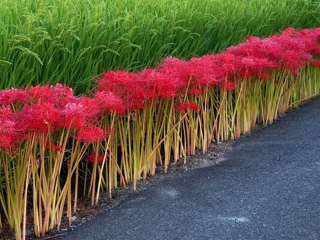 今朝の彼岸花①