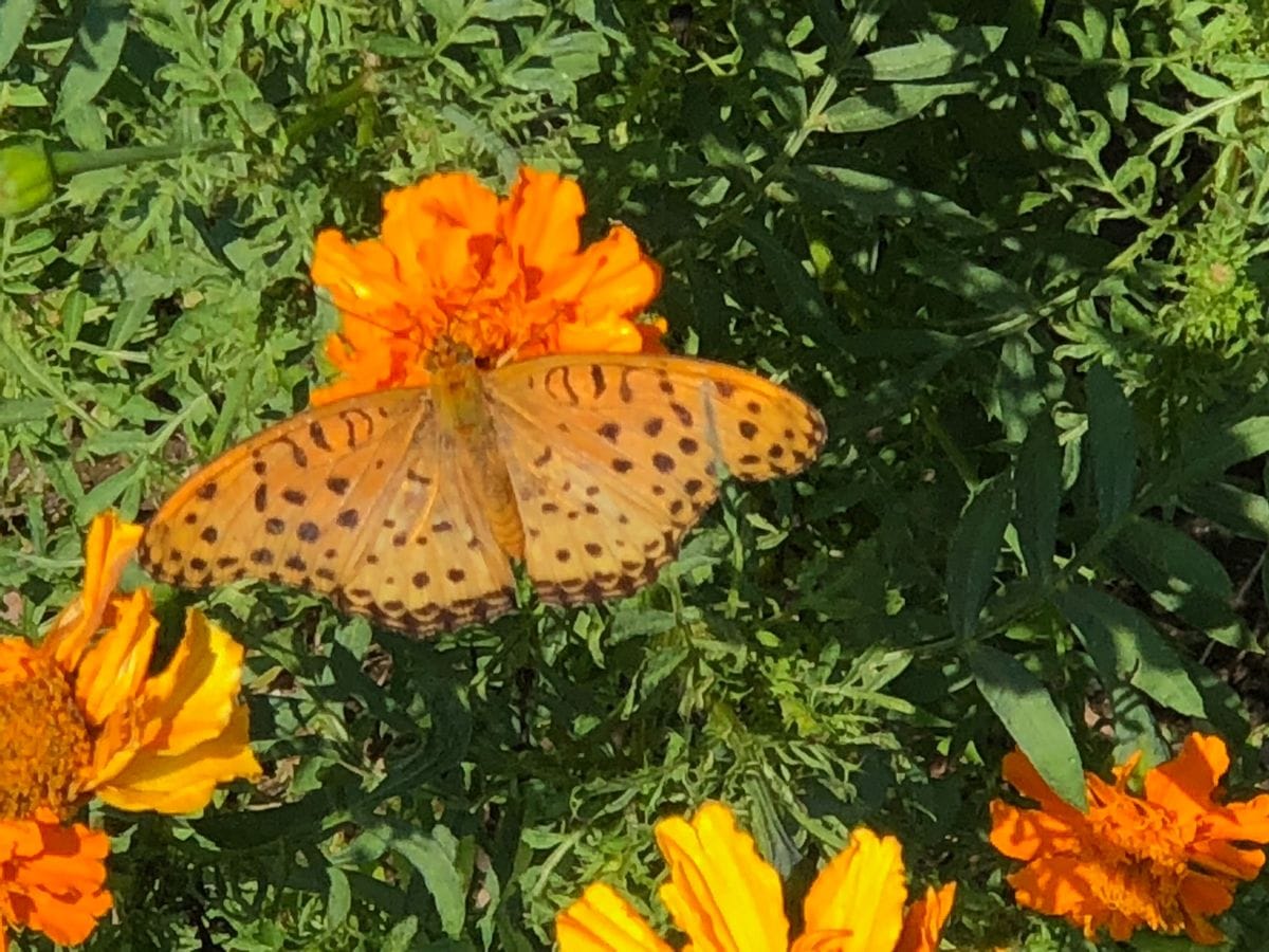 ヒョウモンチョウと花