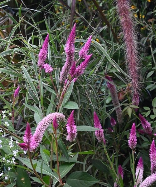 グラスの庭の草花