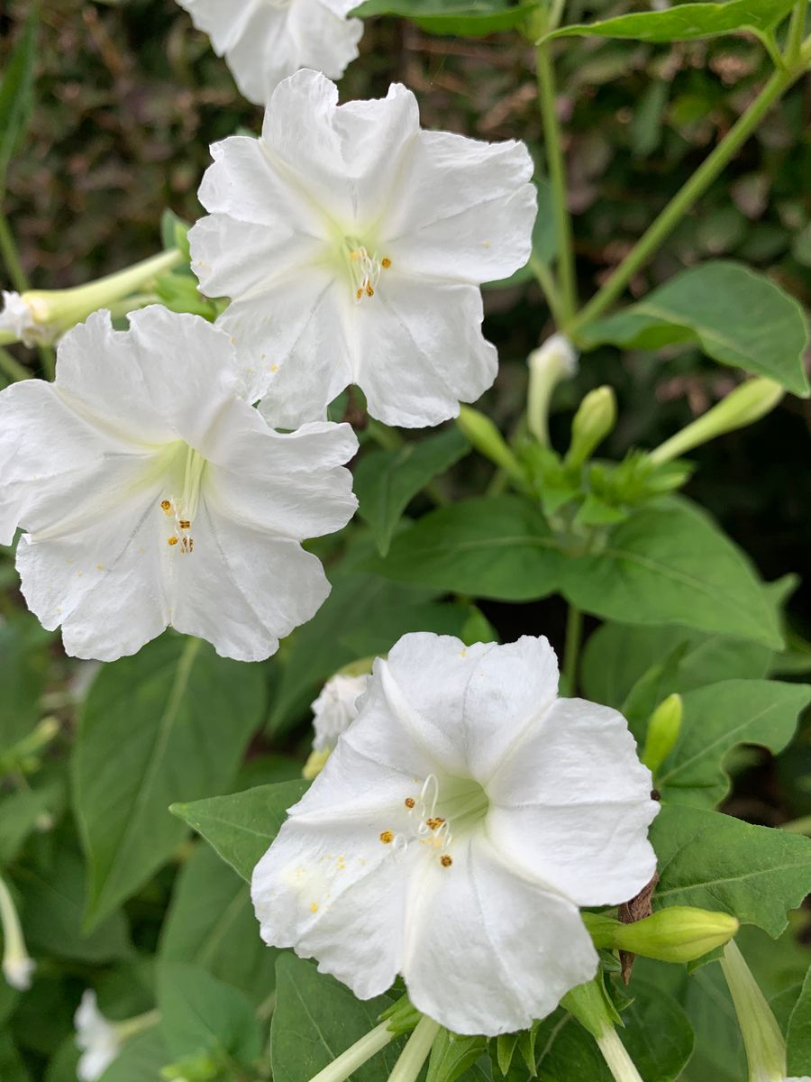 曇りの日はずっと咲いている花