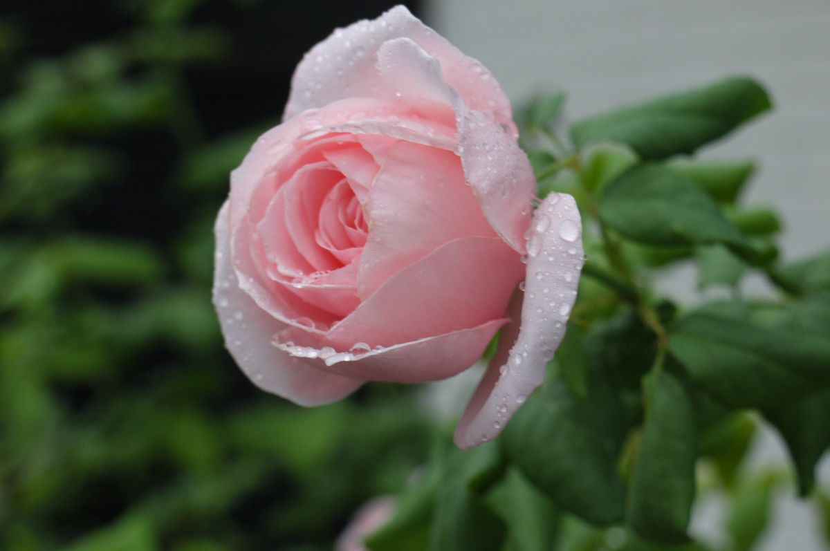 雨の中