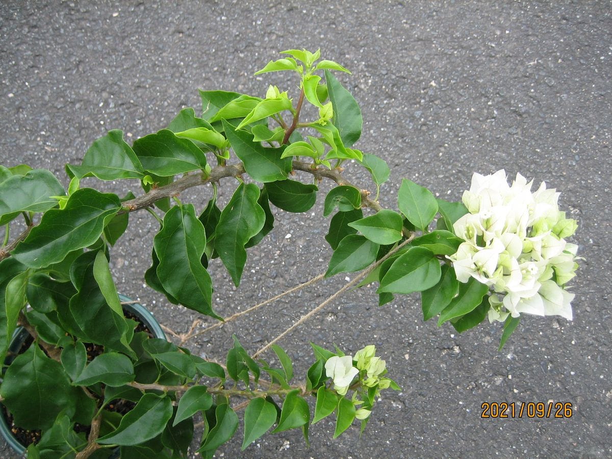 ブーゲンビレアを株一杯咲かせたい🌺➰