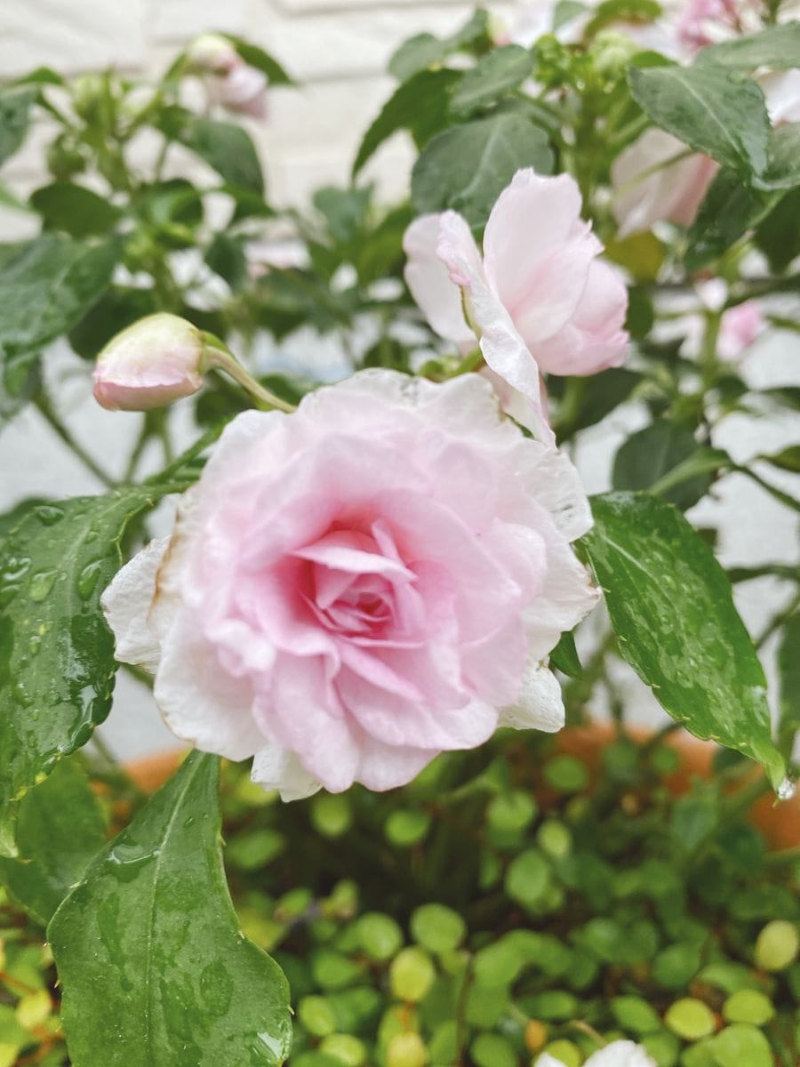 雨あがってね🙏