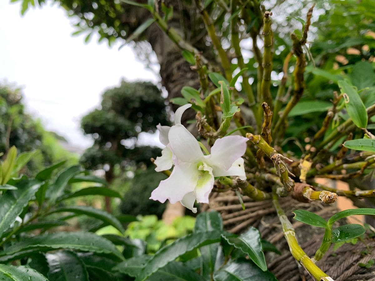 フジバカマ満開など