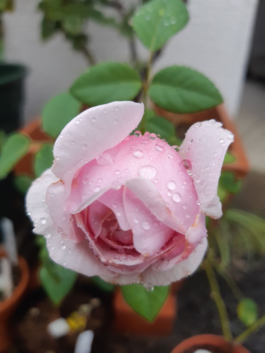 ひと雨ごとに深まる秋