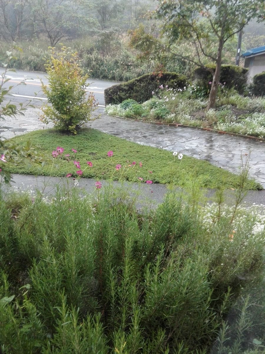 雨の日曜日です。