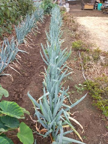 TOTOの写真集⑮下仁田ネギ定植後　比較