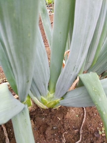 TOTOの写真集⑮下仁田ネギ定植後　比較