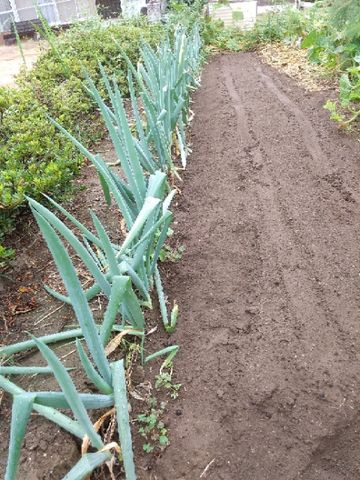 TOTOの写真集⑮下仁田ネギ定植後　比較