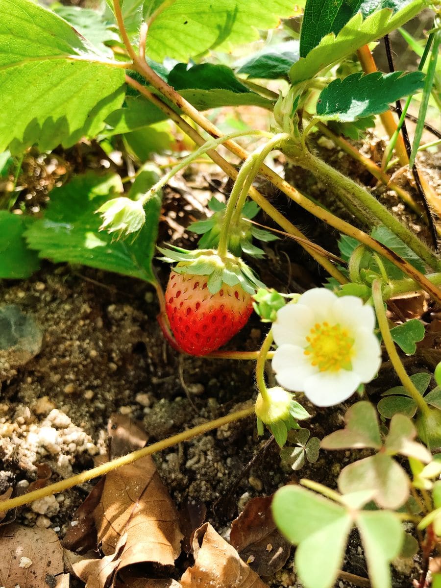 初秋の果実たち