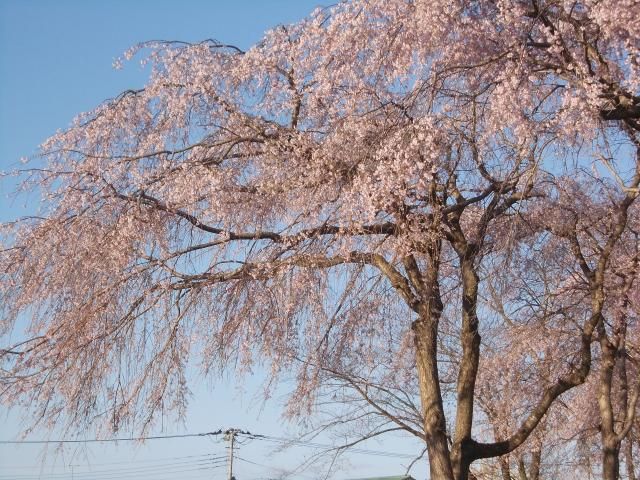 今つつじ咲くかな？