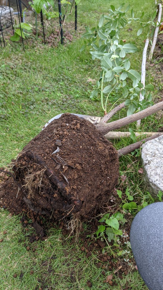 ナニワイバラを定植する。