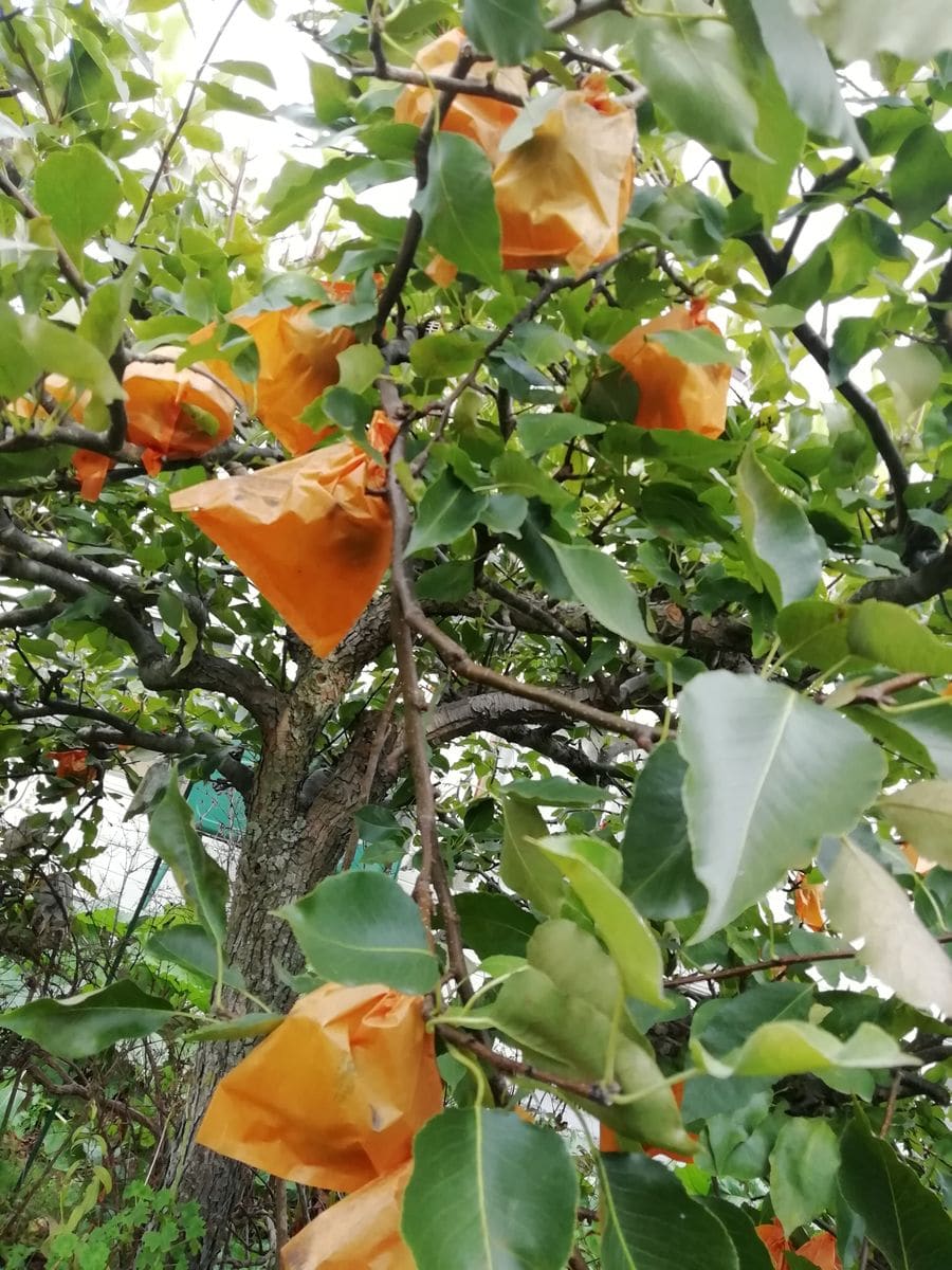 🍠菊芋🥔梨🍐