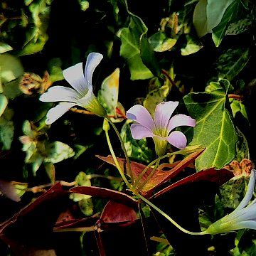 ペンタス／カタバミの仲間／カクトラノオ