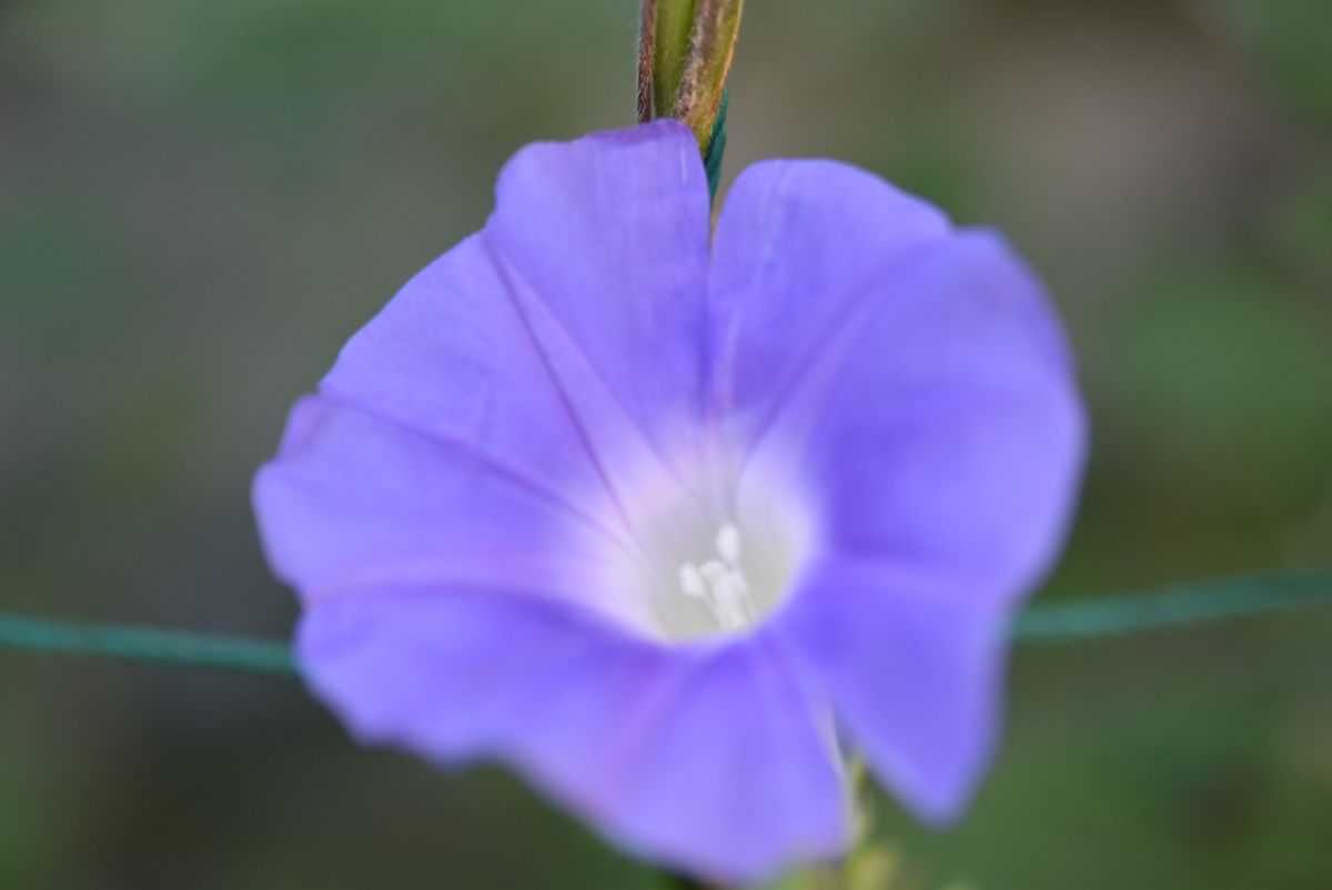 今朝の朝顔