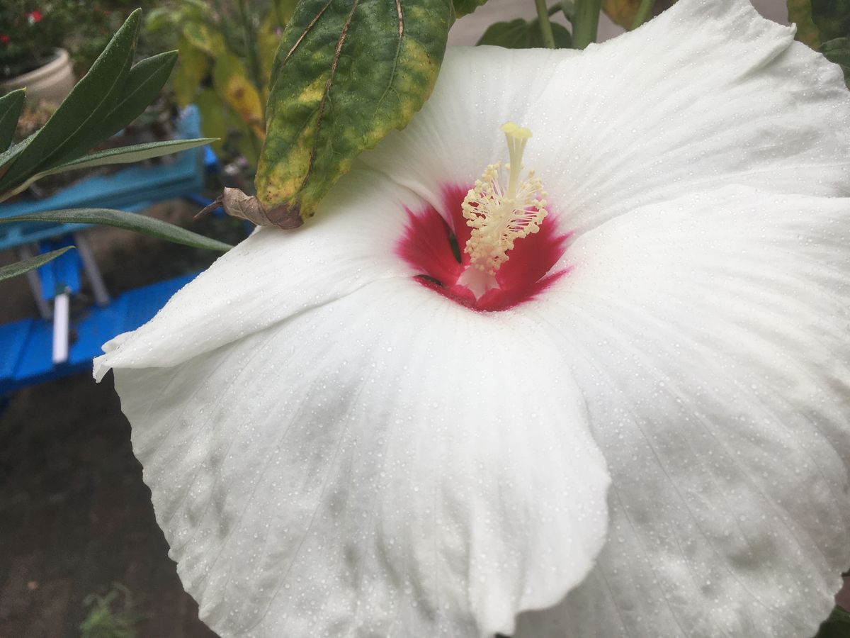 まだ夏の花