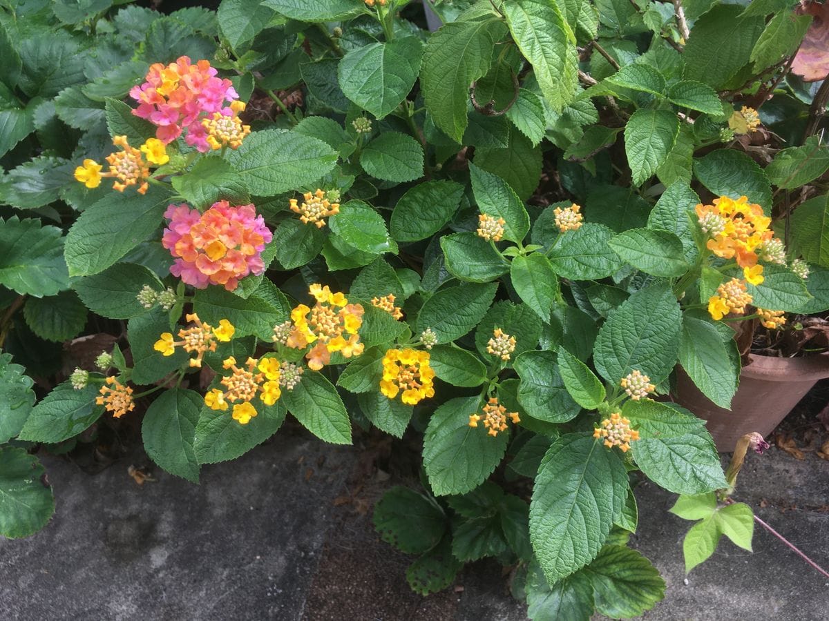 まだ夏の花