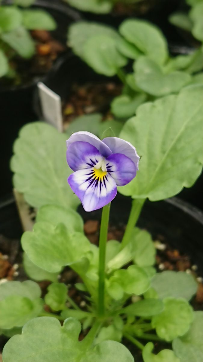 待ちに待った種蒔きビオラ開花🥰