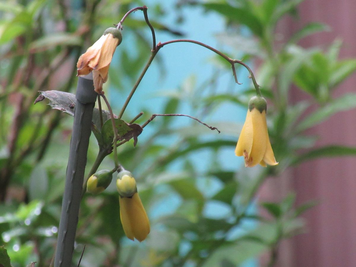 由愛(ゆめ)の花日記♪