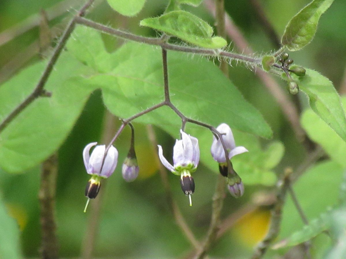 由愛(ゆめ)の花日記♪