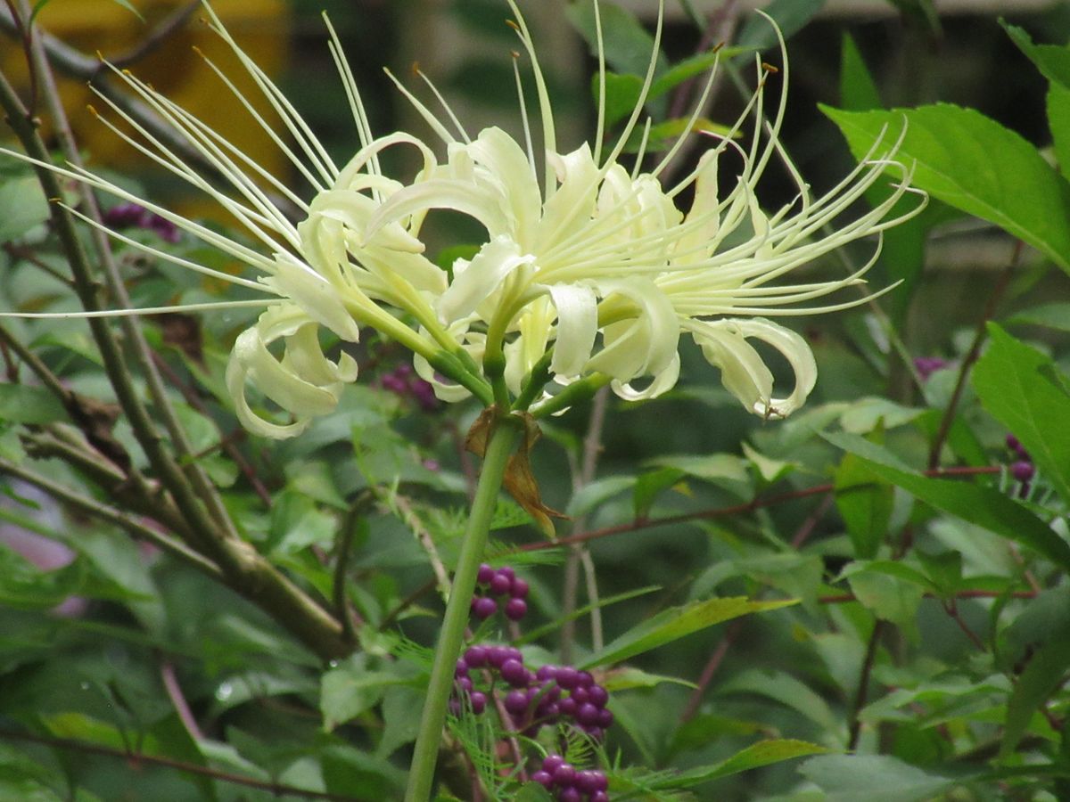 由愛(ゆめ)の花日記♪