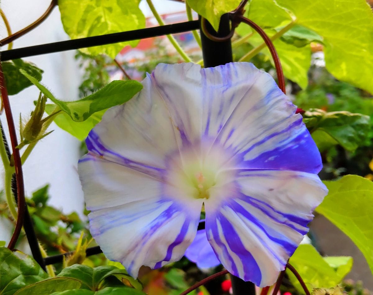 朝顔渓流の開花②