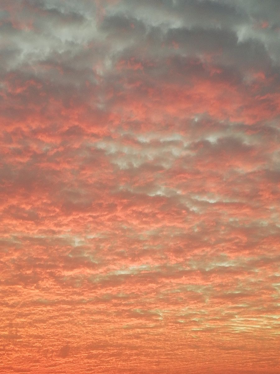 晴れ。アメリカディゴ。朝焼け雲。キャベツ。