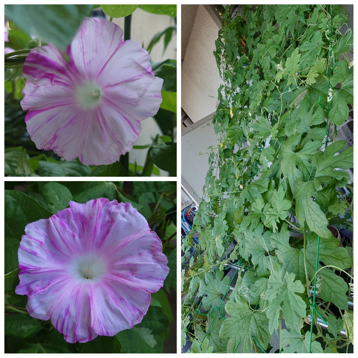 赤葉綿の種とジャボチカバ発芽🌱