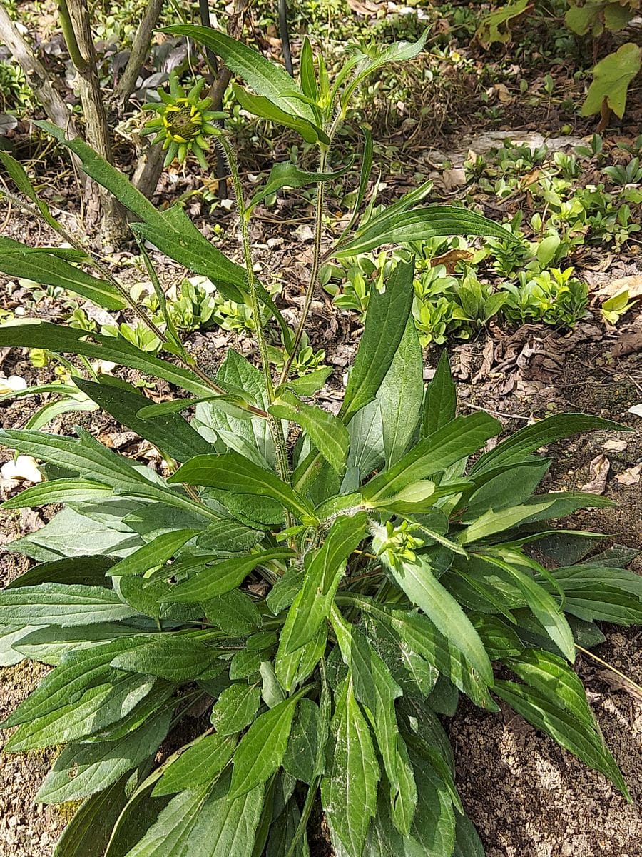 無事夏を乗り切るのって難しい～😅草花編