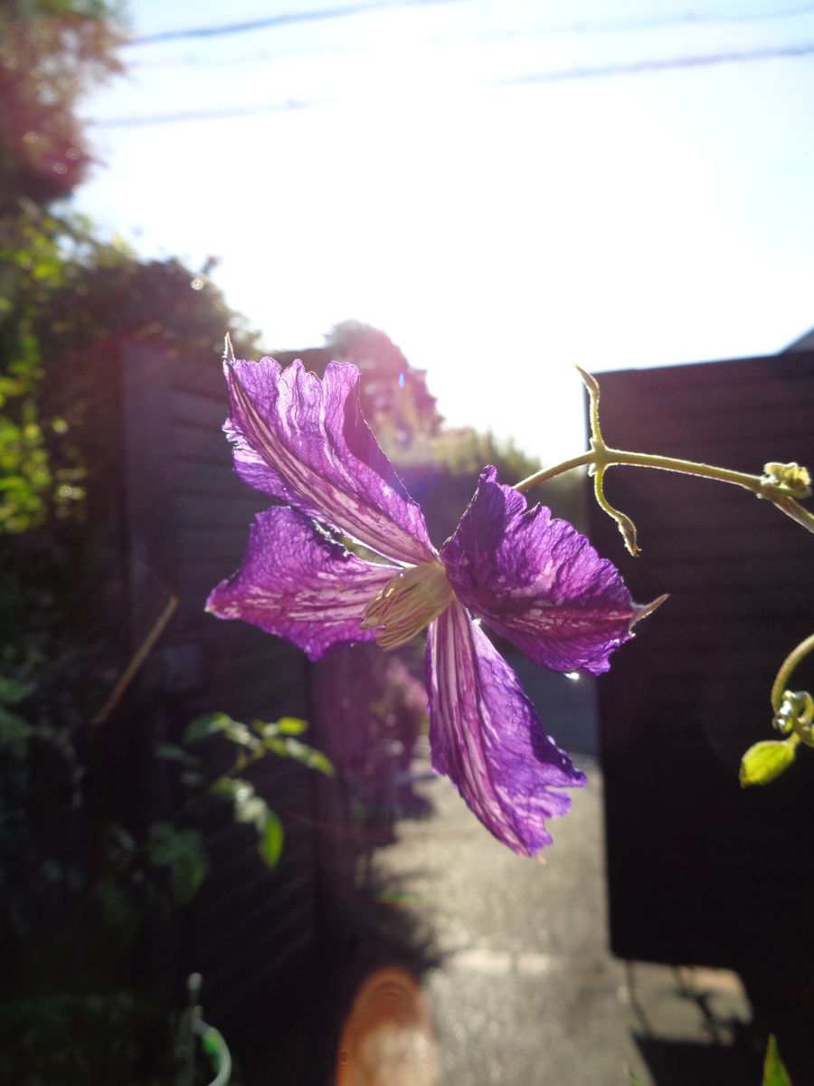 いろいろなお花たち