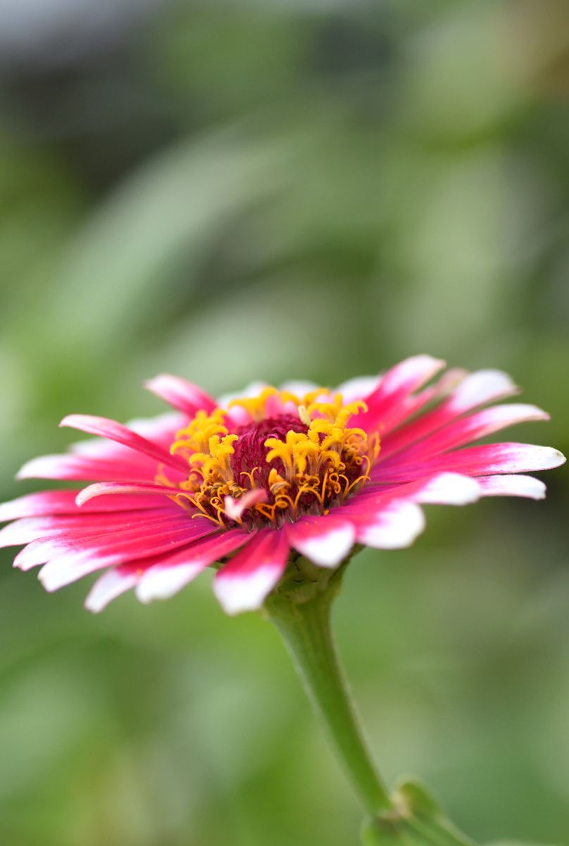 鮮やかさを増すお花たち