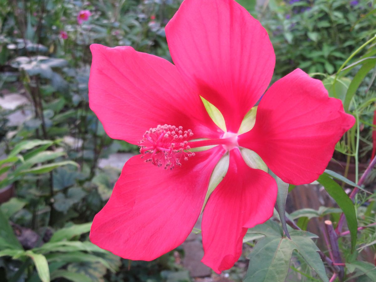 長持ちするお花