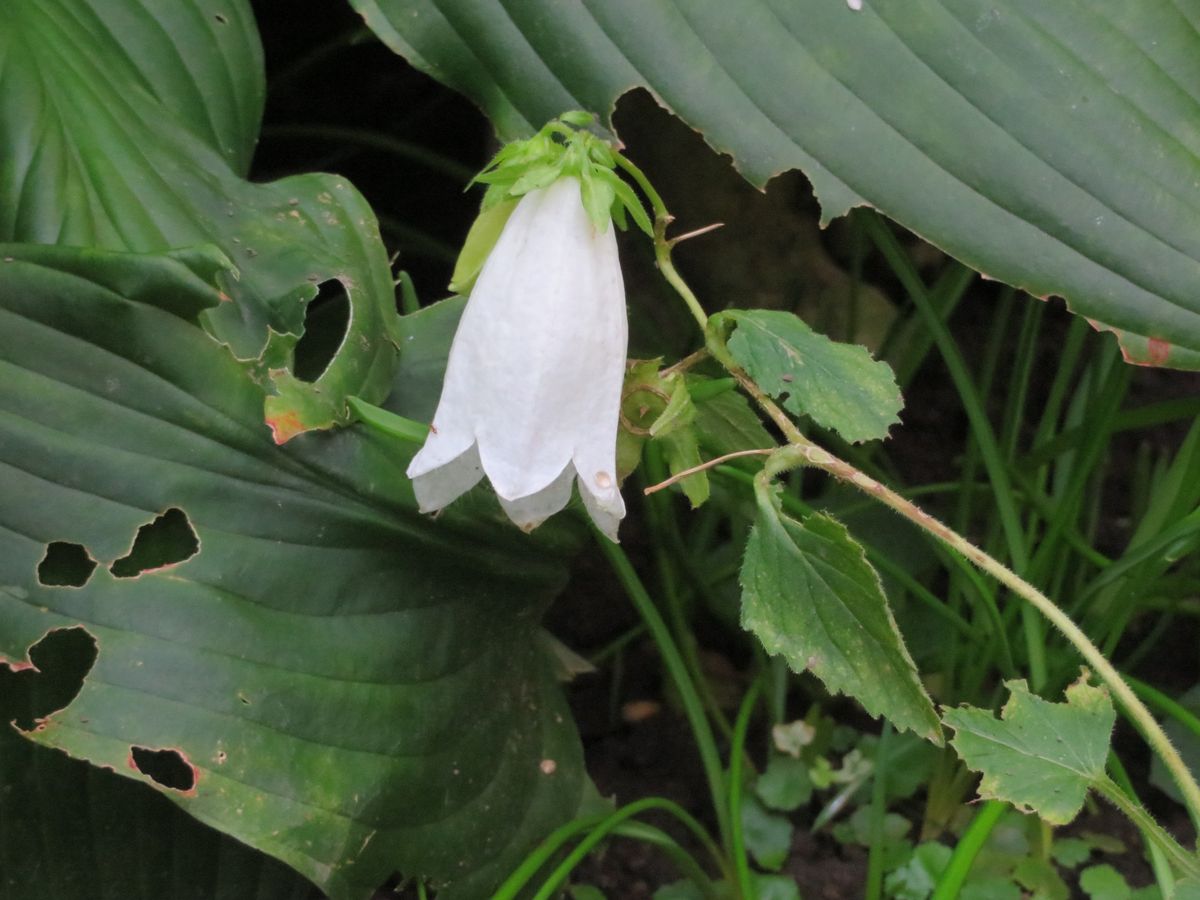 長持ちするお花