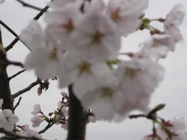 桜が、満開で～す