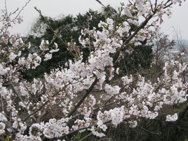 桜が、満開で～す