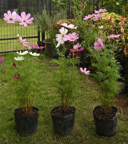 今どきのコスモスの花