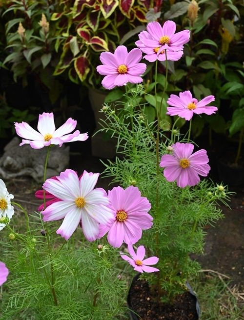 今どきのコスモスの花