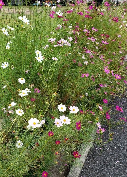 今どきのコスモスの花