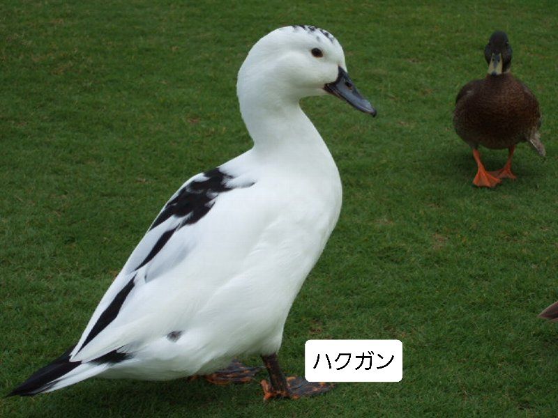 彼方の動植物 続編６