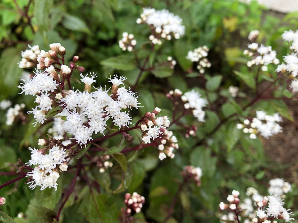 ふわふわの花