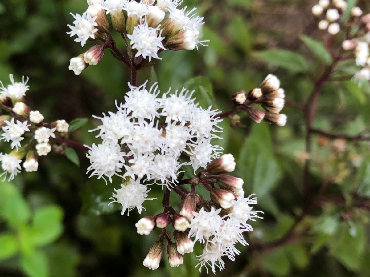 ふわふわの花