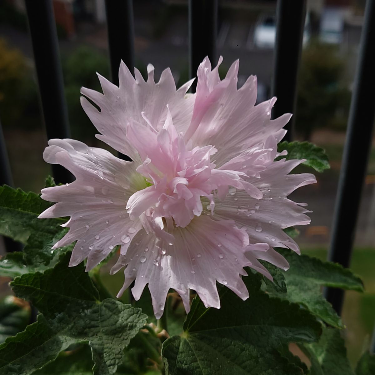 ピンクの花💗と宝玉💚とネックレス💜